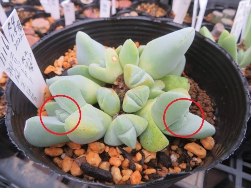 ケイリドプシス 神風玉（シンプウギョク）Cheiridopsis pillansii ふっくら大きな青白い葉の群生株、2022.11.1613.5cm黒ポットに植え替えしました。多分、2011年の実生苗、唯一の生き残り1株です。分頭するのですが