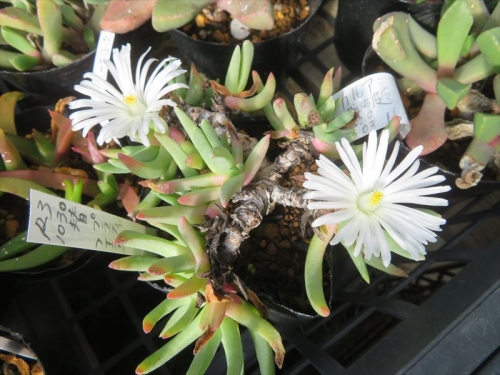 エブラクテオラ ウィルマニアエ　Ebracteola wilmaniae　白花　何とか開花しています。2023.01.22