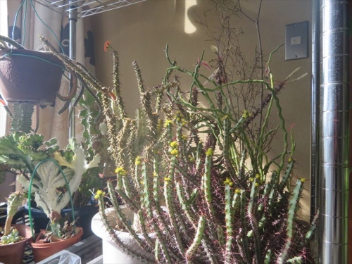 ユーフォルビア アエルギノーサ Euphorbia aeruginosa 南アフリカ 東トランスバール州辺り原産、室内暖房部屋で黄色い花が満開です♪2023.01.28
