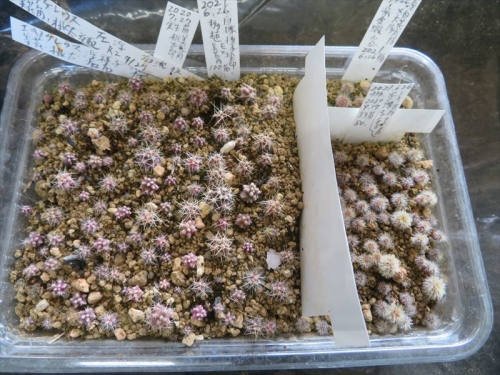 エキノケレウス 美花角×桃太郎 混合 自家採取種子実生苗2020.07.20 植え替えしました。2023.02.01