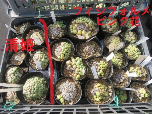 コノフィツム フィシフォルメ Conophytum ficiforme、淡ピンク花、大輪、小輪、２タイプ.右側。左、コノフィツム 清姫 2023.02.05