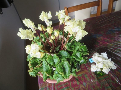 フリンジシクラメン スワングリーン2023.01.03 花終わりでした。葉組をして室内窓際日当たりで希釈液肥を与えながら管理。そして2023.02.07 花芽が上がり回復♪まだまだ開花中です＼(^o^)／。