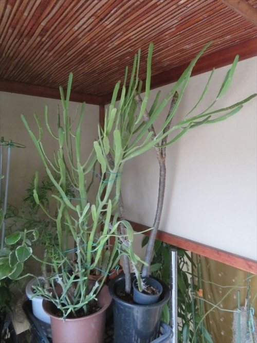 ユーフォルビア エンテロフォラ Euphorbia enterophora xylophylloides　硬葉キリン　ヘラサンゴ　冬は室内窓際で冬越ちゅ～♪2023.02.07