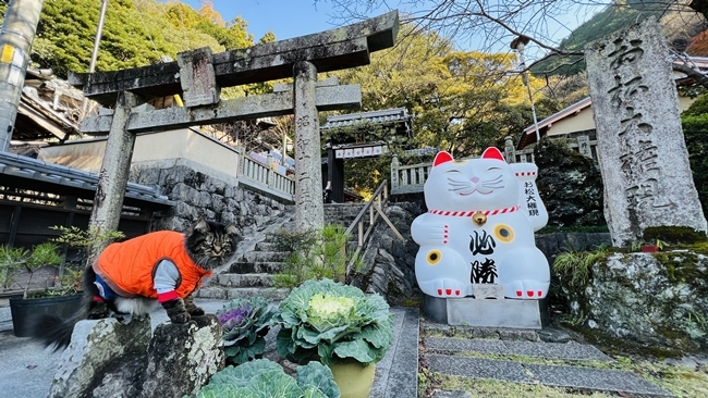 猫神さま 徳島県にある「お松大権現」に行ってみました♪ 猫好き必見の神社です！