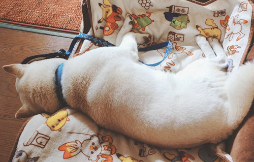 柴犬　白柴　ペット　ベッド