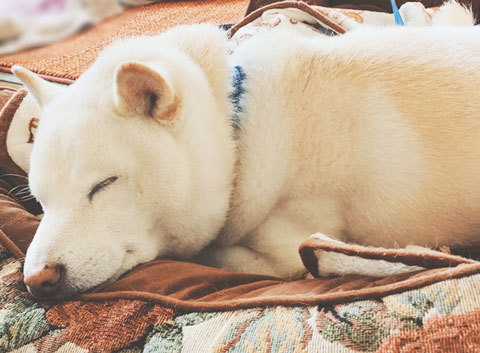 柴犬　犬用ベッド　ペット