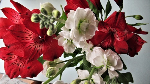 紅白の花